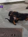 Puppies for sale USA, Iowa Rottweiler
