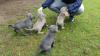 Buy a dog Canada, Quebec, Quebec City Weimaraner