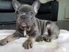 Puppies for sale Greece, Athens French Bulldog