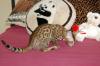Puppies for sale Netherlands, The Hague, hague Other breed, savannah