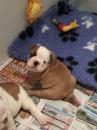 Puppies for sale Austria, Vienna English Bulldog