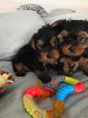 Puppies for sale Austria, Vienna Yorkshire Terrier