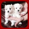 Puppies for sale Austria, Graz Maltese