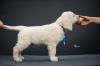 Puppies for sale Bulgaria, Serbia, Nis Golden Retriever