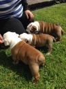 Puppies for sale United Kingdom, London English Bulldog