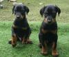 Puppies for sale France, Paris Doberman