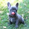 Puppies for sale Germany, Frankfurt French Bulldog