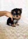 Puppies for sale Germany, Braunschweig Yorkshire Terrier