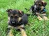 Puppies for sale Germany, Berlin German Shepherd Dog