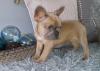 Puppies for sale Austria, Vienna French Bulldog