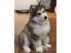 Puppies for sale United Kingdom, Colchester Other breed