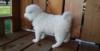 Puppies for sale Czech Republic, Brno Samoyed dog (Samoyed)