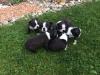 Puppies for sale Lithuania, Kaunas Boston Terrier
