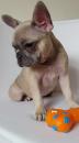 Puppies for sale Luxembourg, Luxembourg French Bulldog