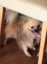 Puppies for sale Austria, Vienna Pomeranian Spitz