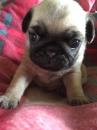 Puppies for sale Denmark, Aalborg Pug
