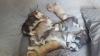 Puppies for sale Russia, Moscow Haski