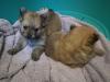 Puppies for sale France, Orleans Pomeranian Spitz
