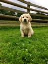 Puppies for sale Russia, Khabarovsk Golden Retriever