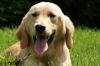 Puppies for sale United Kingdom, Cardiff Golden Retriever
