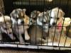 Puppies for sale Hungary, Budapest Haski