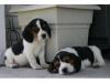 Puppies for sale Ireland, Cork Beagle