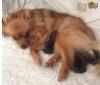 Puppies for sale Netherlands, Amsterdam Pomeranian Spitz