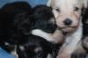 Puppies for sale United Kingdom, London Miniature Pinscher