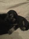 Puppies for sale Spain, Madrid German Shepherd Dog