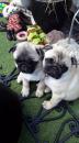 Puppies for sale Sweden, Stockholm Pug