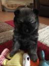 Puppies for sale Georgia, Georgia Pomeranian Spitz