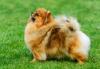 Puppies for sale Greece, Athens Pomeranian Spitz