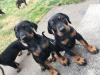 Puppies for sale Ireland, Cork Doberman