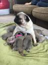 Puppies for sale Finland, Lapperanta Pug
