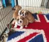 Puppies for sale Ireland, Dublin English Bulldog