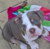 Puppies for sale Belarus, Maladzyechna English Bulldog