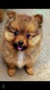 Puppies for sale Sweden, Malmo Pomeranian Spitz