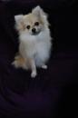 Puppies for sale Russia, Moscow Pomeranian Spitz