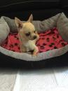Puppies for sale Hungary, Budapest Chihuahua