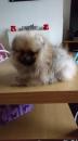 Puppies for sale Austria, Vienna Polish hound