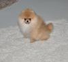 Puppies for sale United Kingdom, Cardiff Pomeranian Spitz