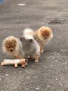 Puppies for sale Portugal, Braga Petit Basset Griffon Vendeen