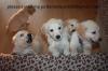 Puppies for sale USA, California, San Francisco Golden Retriever