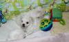 Puppies for sale USA, South Dakota, SIOUX FALLS Maltese