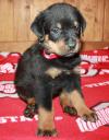 Puppies for sale USA, California, LOS ANGELES  Rottweiler