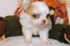Puppies for sale USA, Michigan, DETROIT Chihuahua