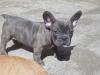 Puppies for sale USA, New York, NEW YORK French Bulldog
