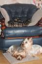 Puppies for sale USA, Maryland, BALTIMORE Yorkshire Terrier