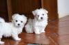 Puppies for sale Finland, Alajarvi Maltese