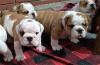 Puppies for sale Finland, Alajarvi English Bulldog